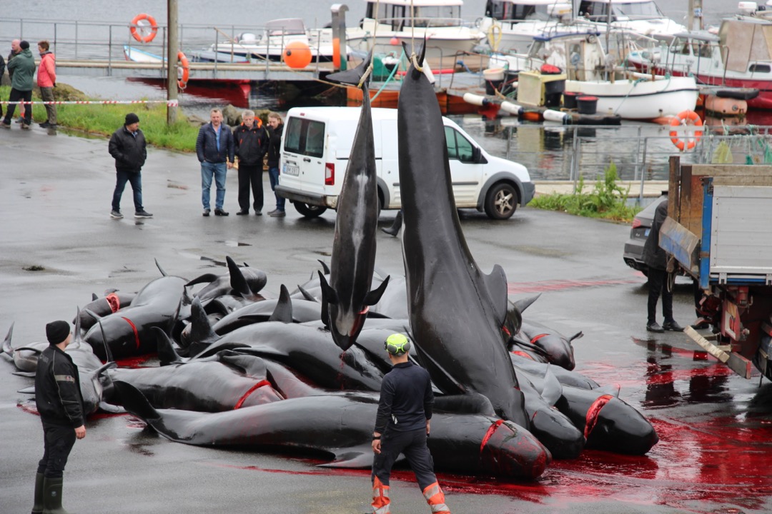 Rare January Slaughter: A Grim Start to 2025 — Sea Shepherd