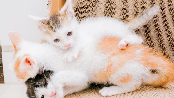 しあわせにゃんこ 東京の千駄木・谷中で活動中の猫の譲渡会グループです。