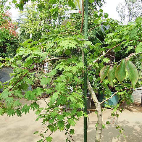 コハウチワカエデ（枝垂れ） | 緑心造園