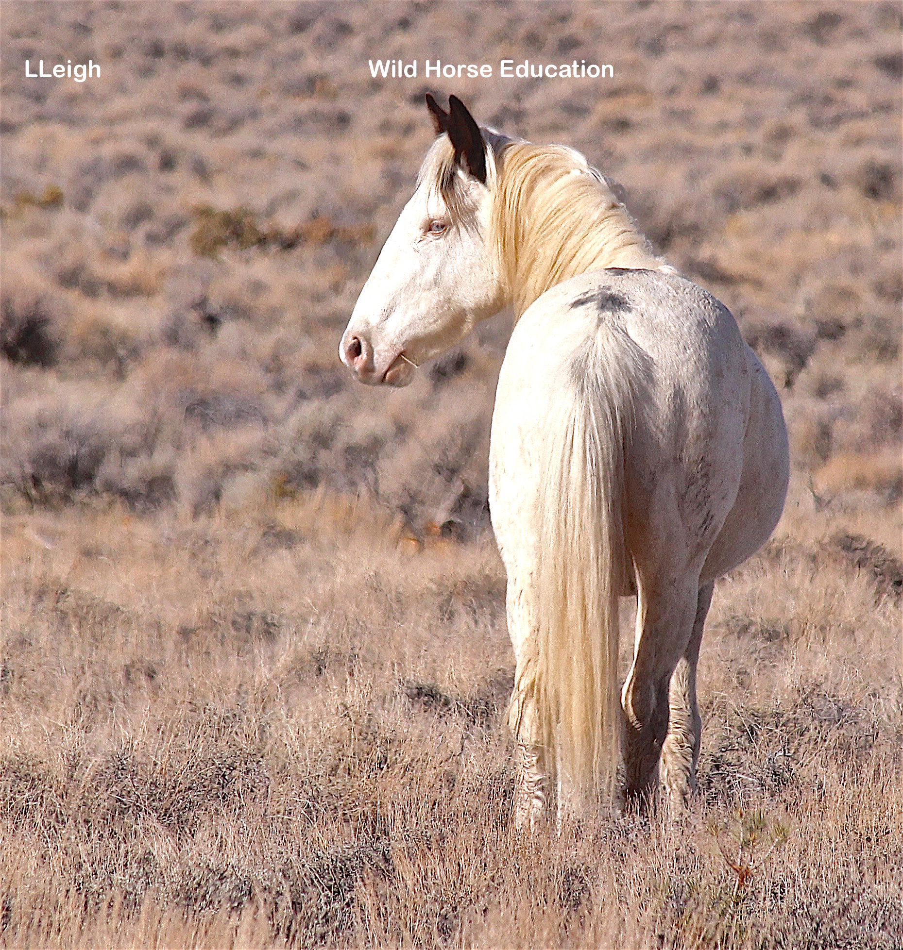 Meet Some Pancake Wild Ones (why we are fighting so hard) – Wild