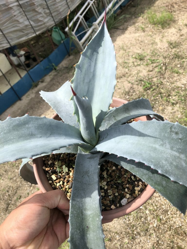 アガベ フランゾシニー ｜ mokubaraya もくばらや