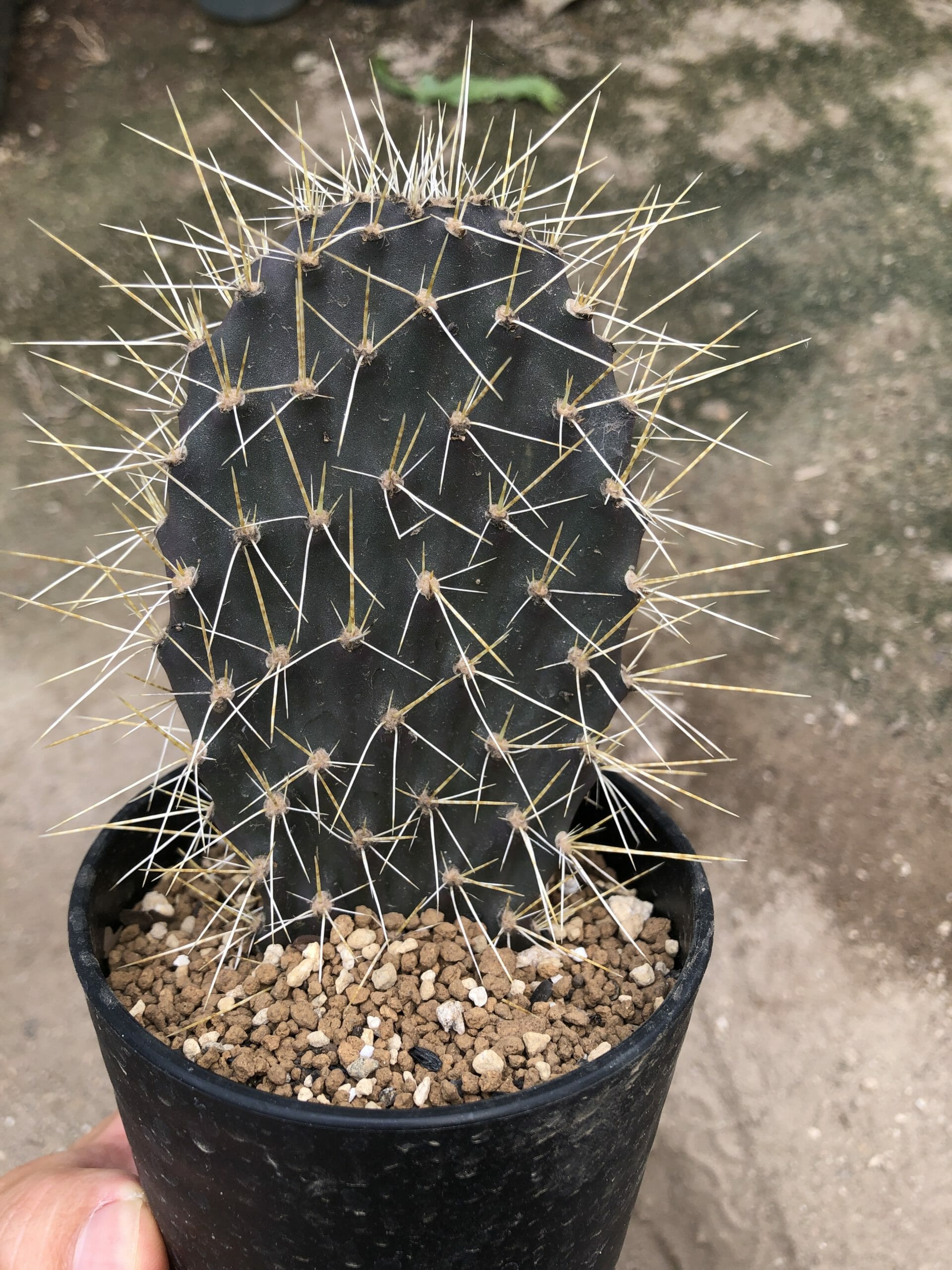 オプンチア ガラパゲイア ｜ mokubaraya もくばらや