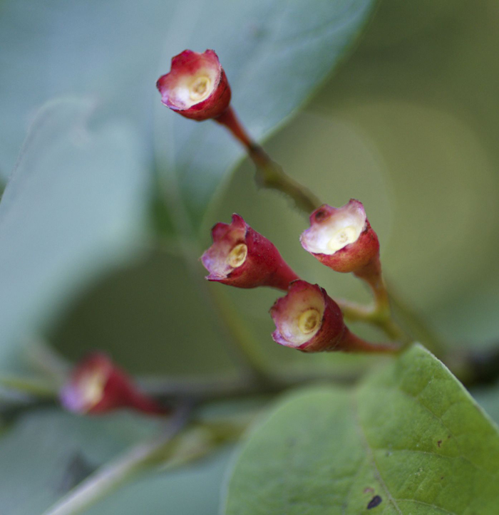 Sassafras – Tendrils