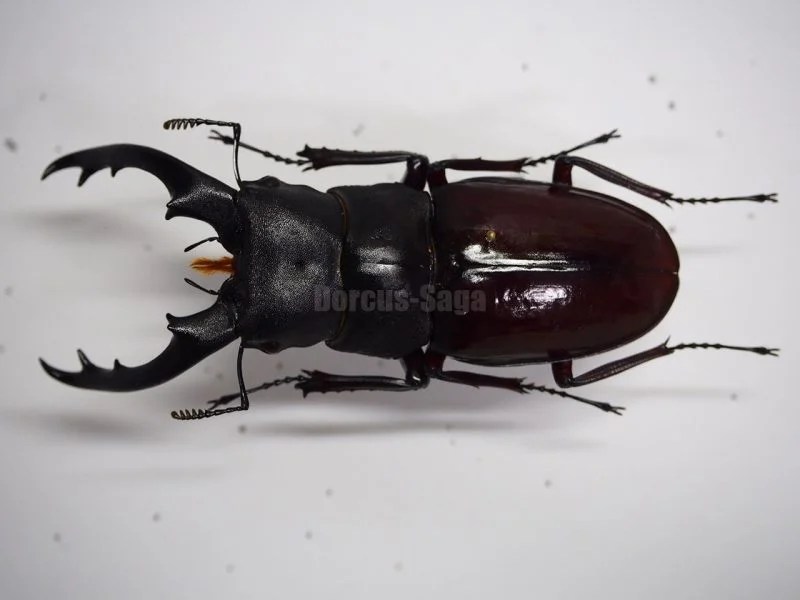 クワガタ標本 | Dorcus-Saga