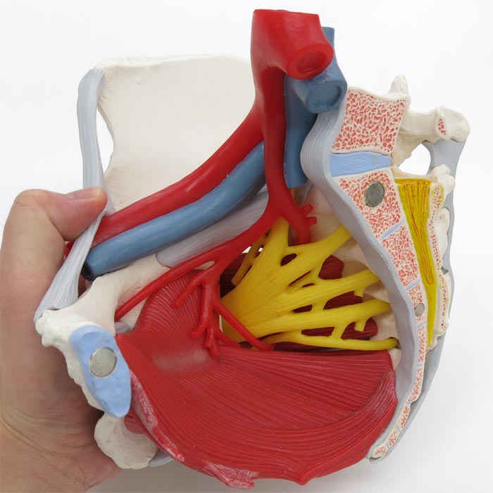 人体模型 女性骨盤，内臓・骨盤底筋付/6分解