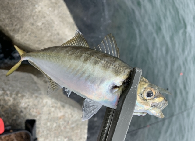 テイルウォークのアジストSSDに待望のマルチピースモデルが登場