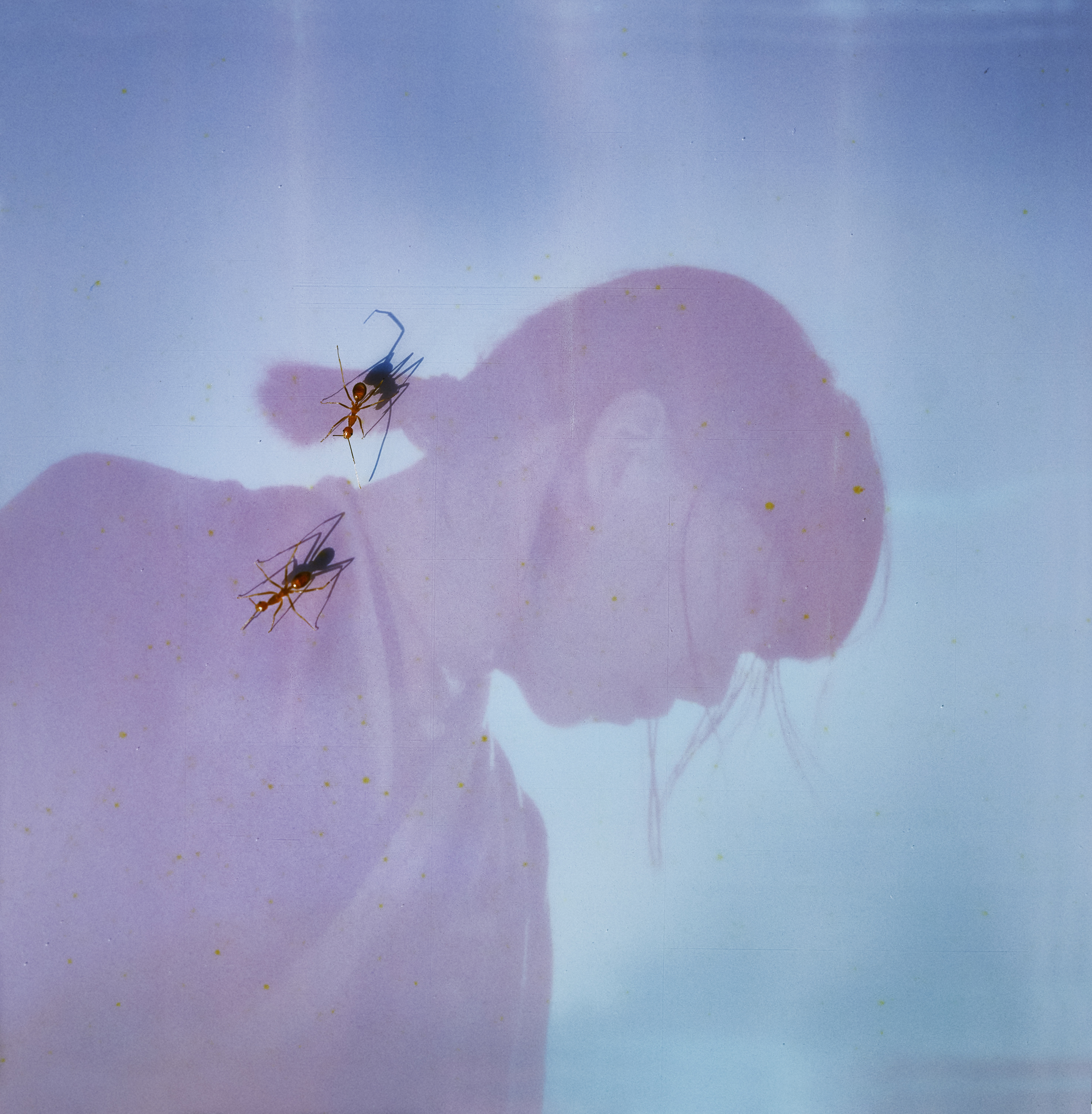 青葉市子、4年ぶりの新アルバム『Luminescent Creatures』をリリース