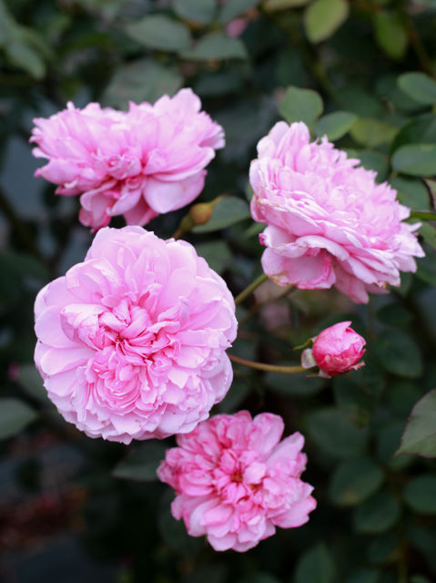 イングリッシュローズ: 生田緑地ばら苑 公式ブログ