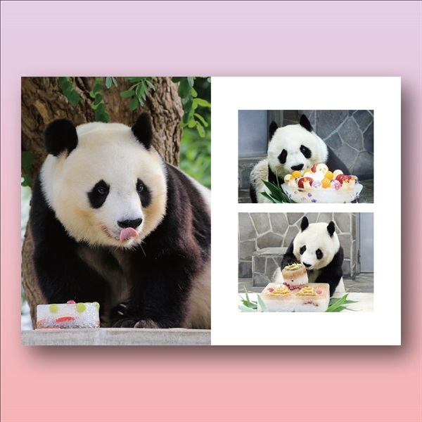 王子動物園開園記念「写真集『メモリアル タンタン』」（A4判、98P）