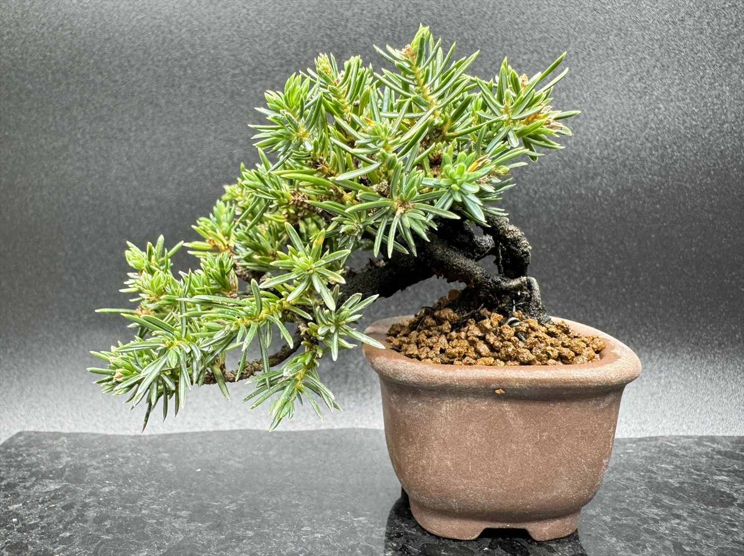 杜松 - 山と盆栽