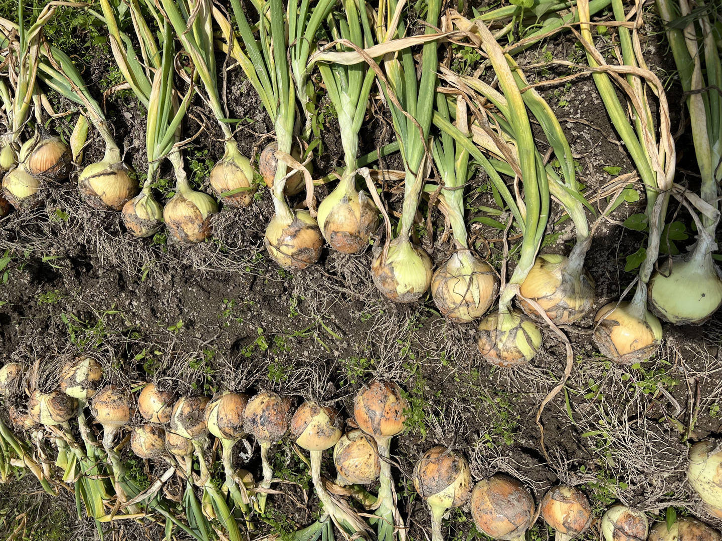 淡路島産玉ねぎの王様】玉ねぎの王様 ターザン（3キロ）：兵庫県産の