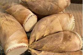 2026年度収穫分・静岡市産！朝掘りたけのこ 1kg入り：静岡県産の