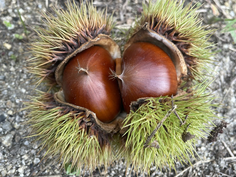 大粒 生栗 みとよの栗 品種混合 4Lサイズ 1kg：香川県産の筑波