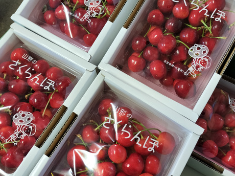 一掃セール〗赤本 2021から2024 15冊セット バラ売り可 一掃セール