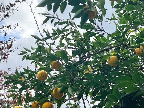 季節限定】 訳あり家庭用 ゆず2正味㎏（20個〜23個）：和歌山県産の