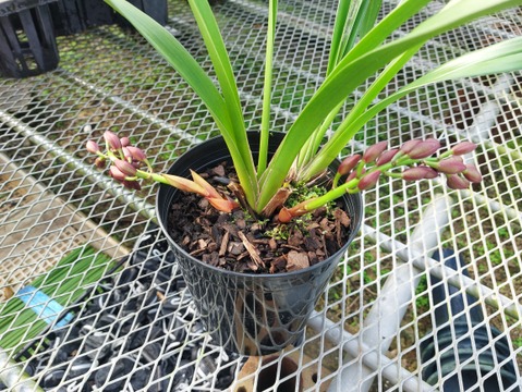 花芽付きシンビジウム】ハチさんを誘引する蘭〝フォアゴットンフルーツ