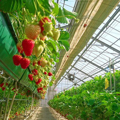 ストロベリーガーデンおぎしま いちご狩り(越谷市) | いちご狩り特集