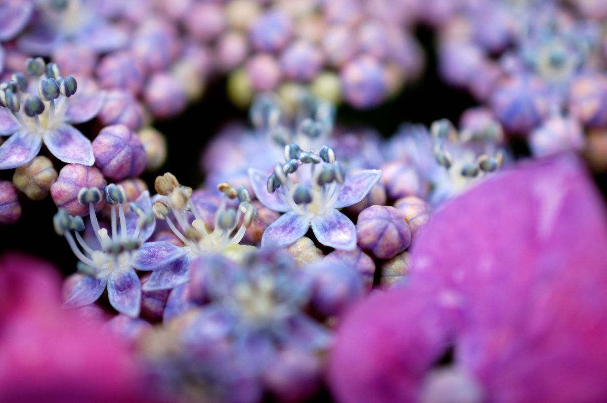 AF-S DX Micro NIKKOR 40mm f/2.8Gで撮影された写真 | 写真検索 | GANREF