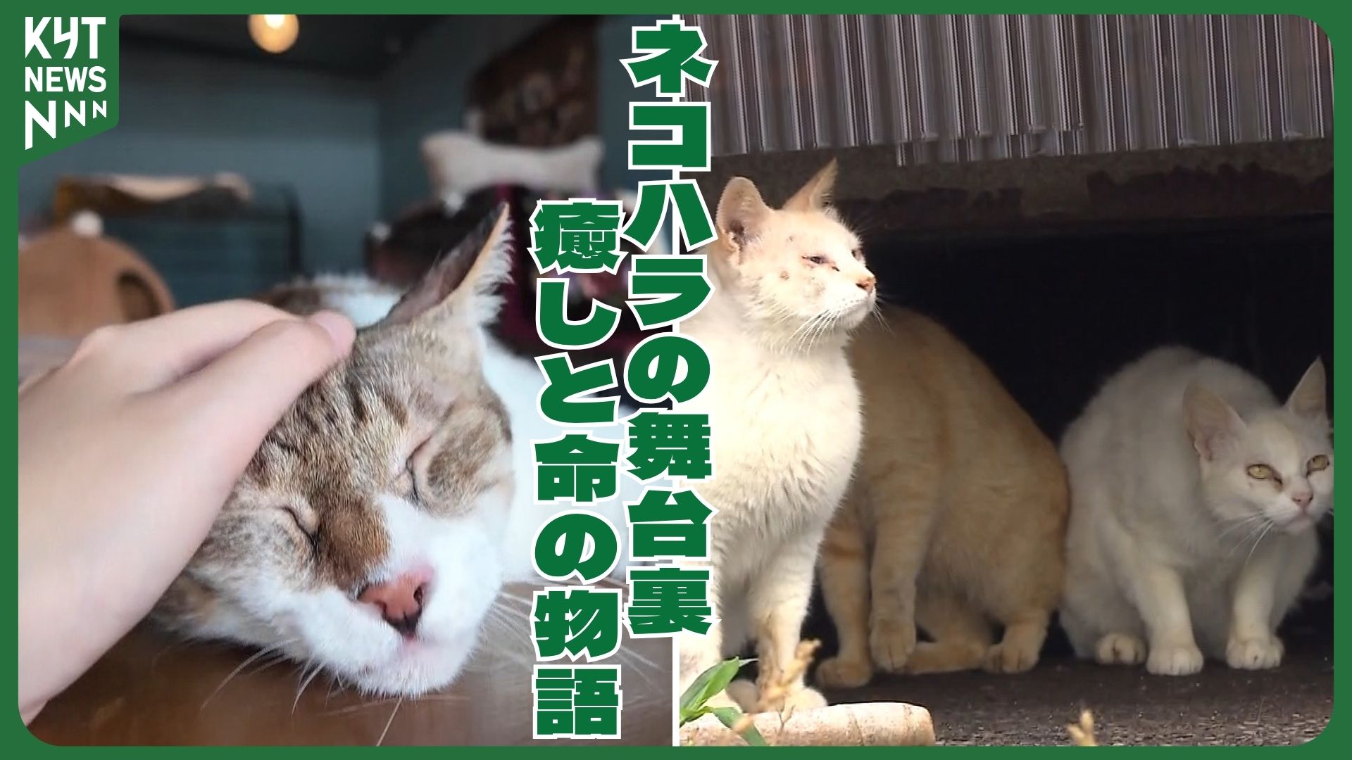 ネコハラの裏にある現実 保護・譲渡・TNR…命をつなぐ現場（2025年7月12