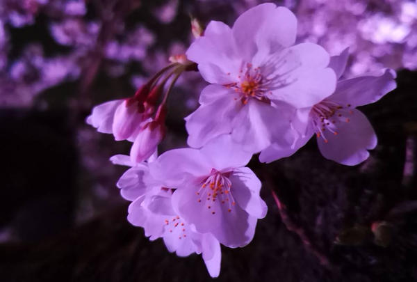 夜桜🌸 | Holiday [ホリデー]