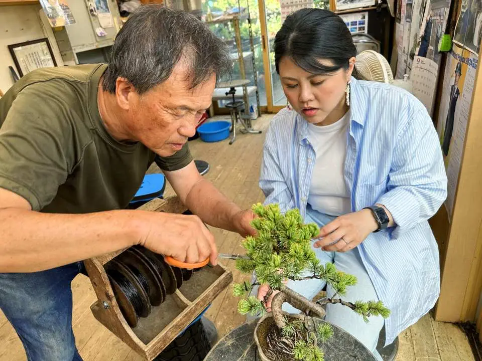 松の盆栽作りと日本の美意識に触れる旅 - KKday