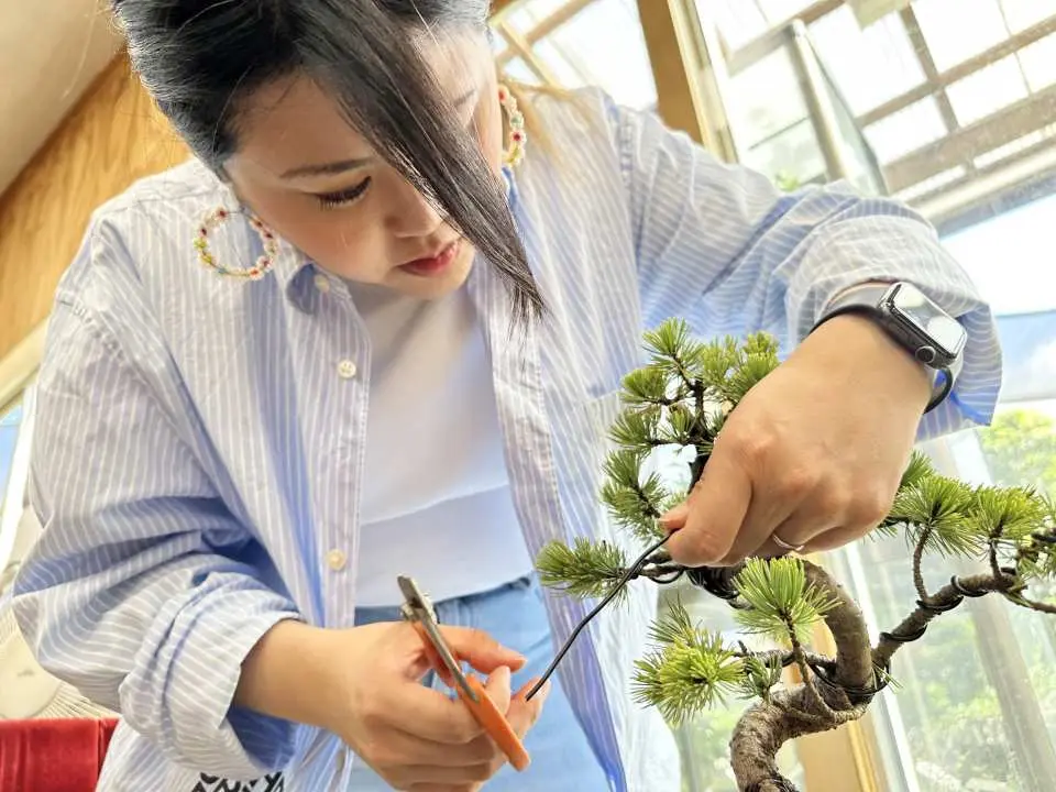 松の盆栽作りと日本の美意識に触れる旅 - KKday