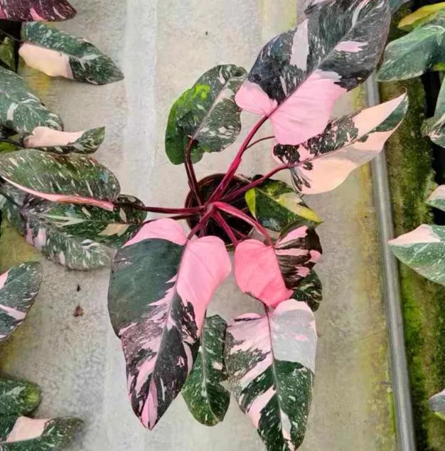 Philodendron-Pink-Princess-