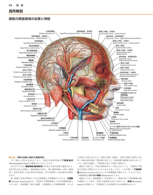 ソボッタ解剖学アトラス 原書24版 第3巻 頭頸部・神経系 – 丸善