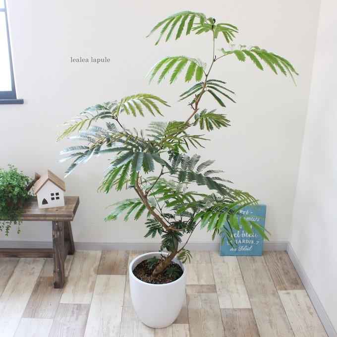 20％オフ!! 曲がり仕立て♪＜エバーフレッシュ＞現品 陶器鉢 - lealea