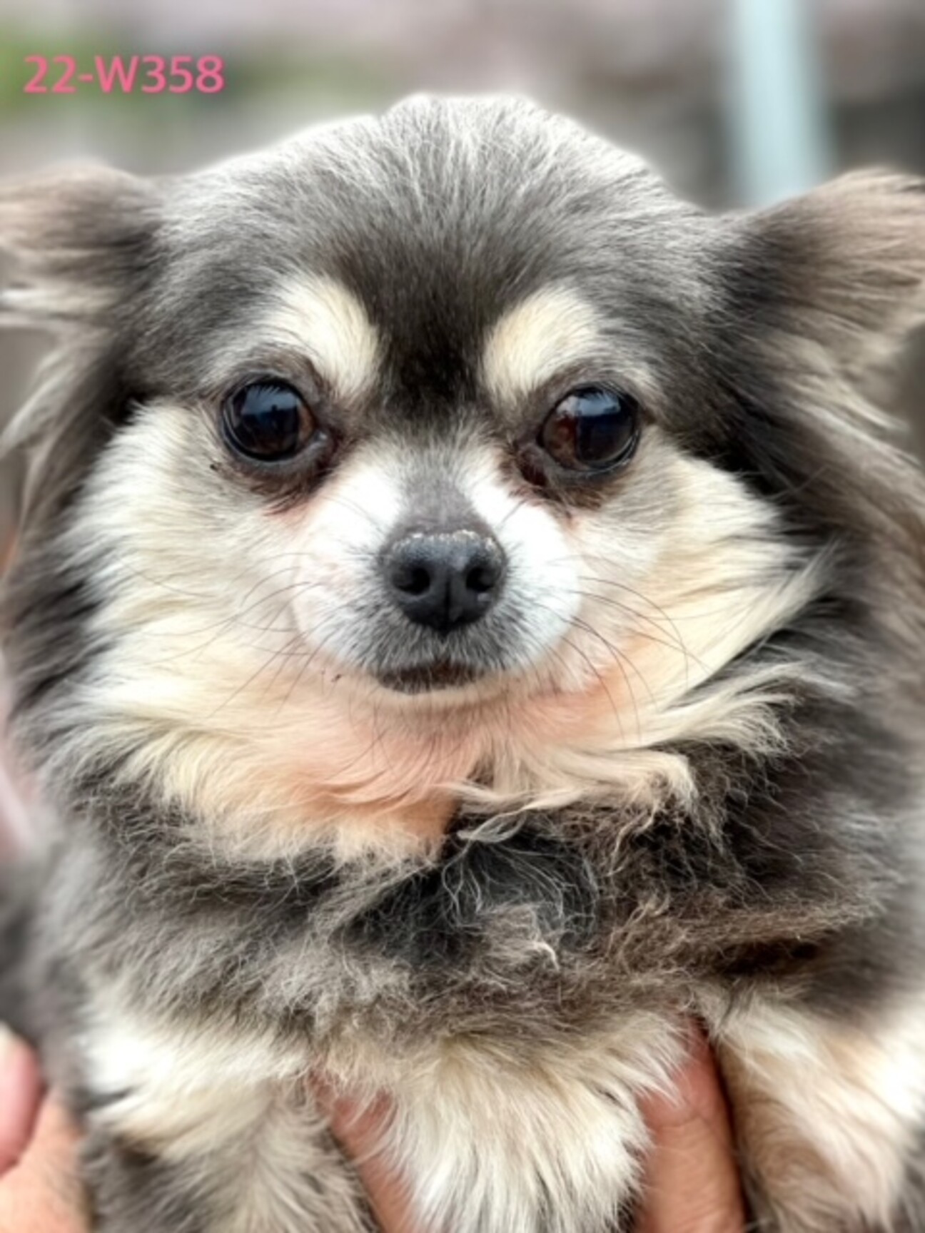 22-W358 ブルーマ」大阪府 - 犬の里親募集(412635) :: ペットの