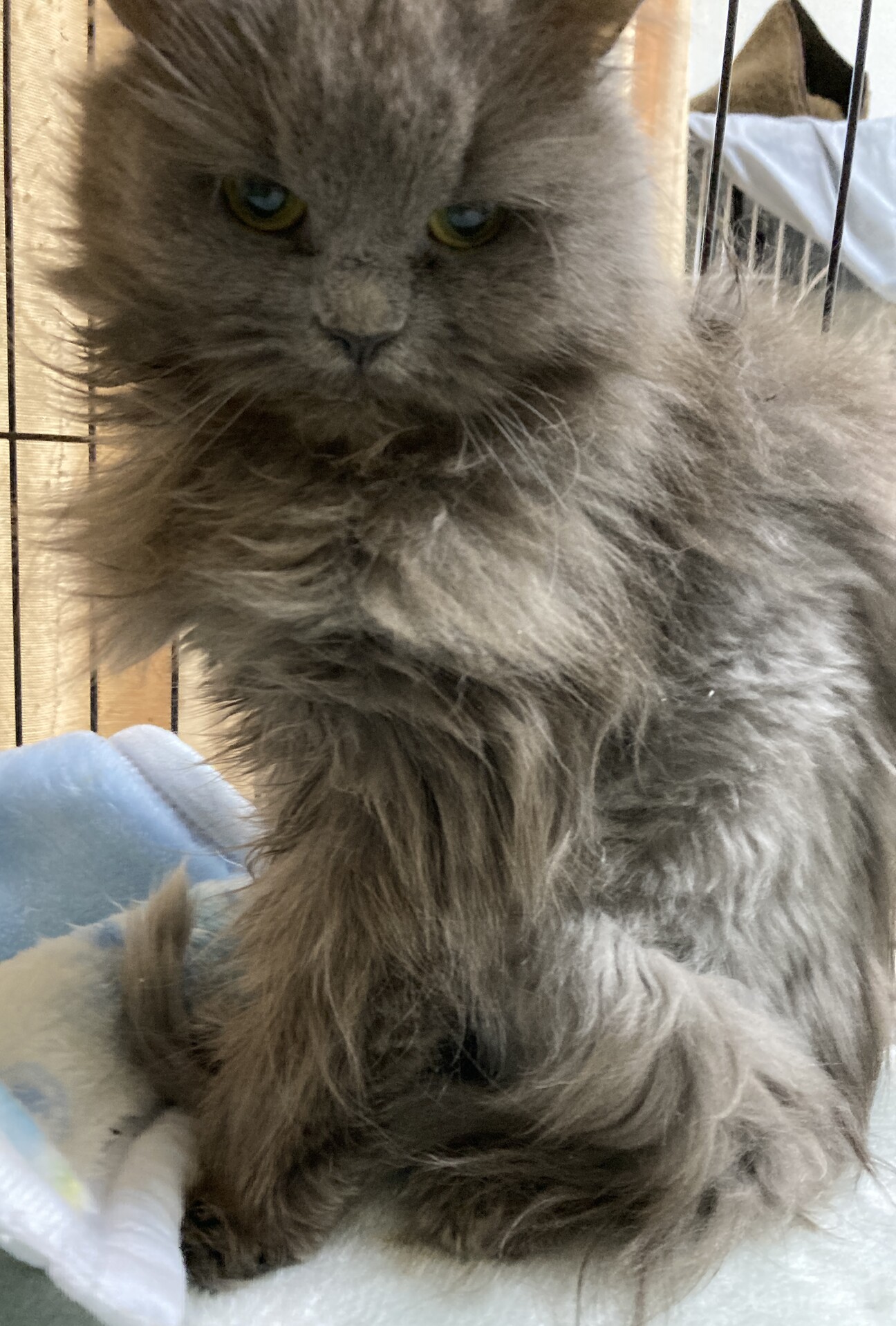 グレーの長毛 ペルシャ(」愛知県 - 猫の里親募集(413999) 2枚目の