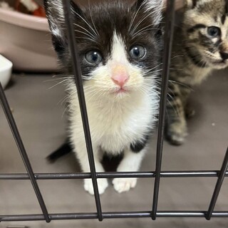 ハチワレ子猫」大阪府 - 猫の里親募集(500285) :: ペットのおうち