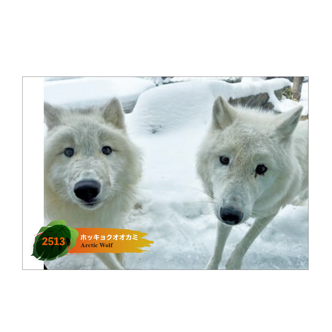original】ポストカード 2513 ホッキョクオオカミ | 那須どうぶつ王国