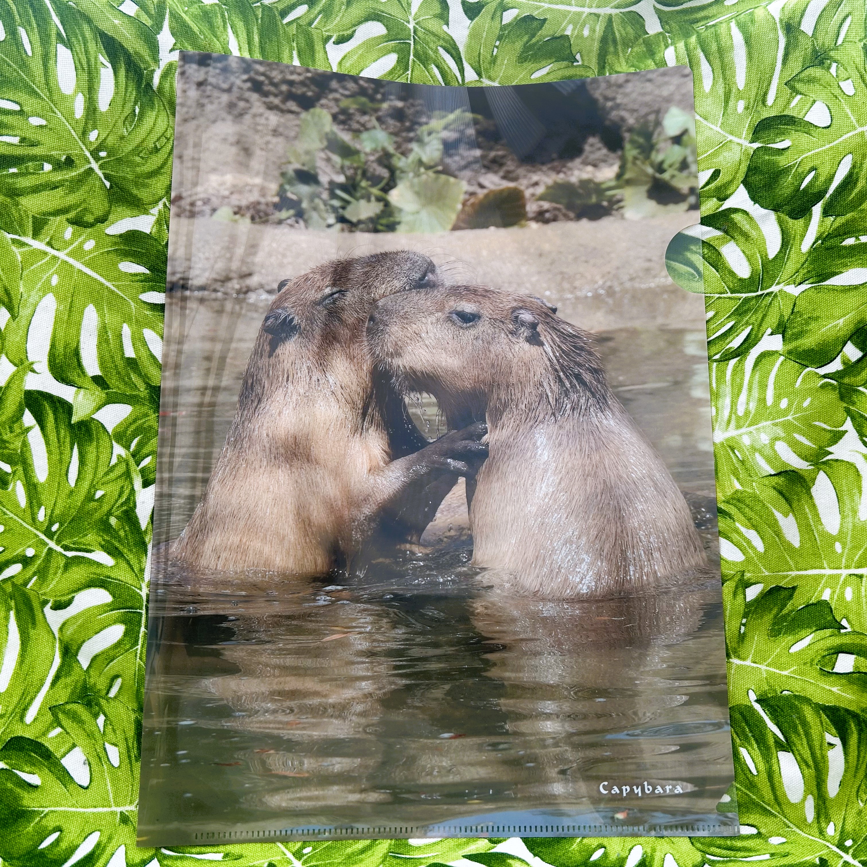 A4クリアファイル なかよしカピバラ | 神戸どうぶつ王国NS