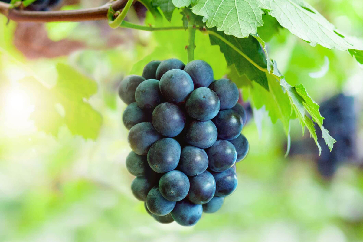 プレミアム特大4房 シャイン2・翠峰1・ピオーネ1 | 石原果樹園ネット