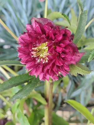 広瀬園芸さんのクリスマスローズ | グリーンホビー