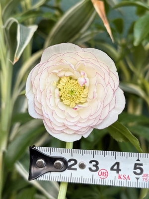 加藤農園さんのクリスマスローズ | グリーンホビー