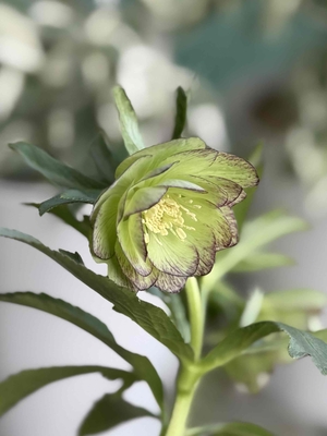 クリスマスローズ | グリーンホビー