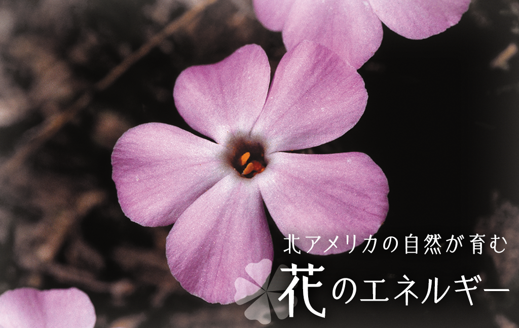 フラワーエッセンス（103種類） | 公式FESフラワーエッセンスショップ