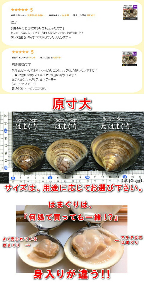 楽天市場】【送料無料】蓄養大はまぐり 8年もの6cm〜8cmサイズ蛤