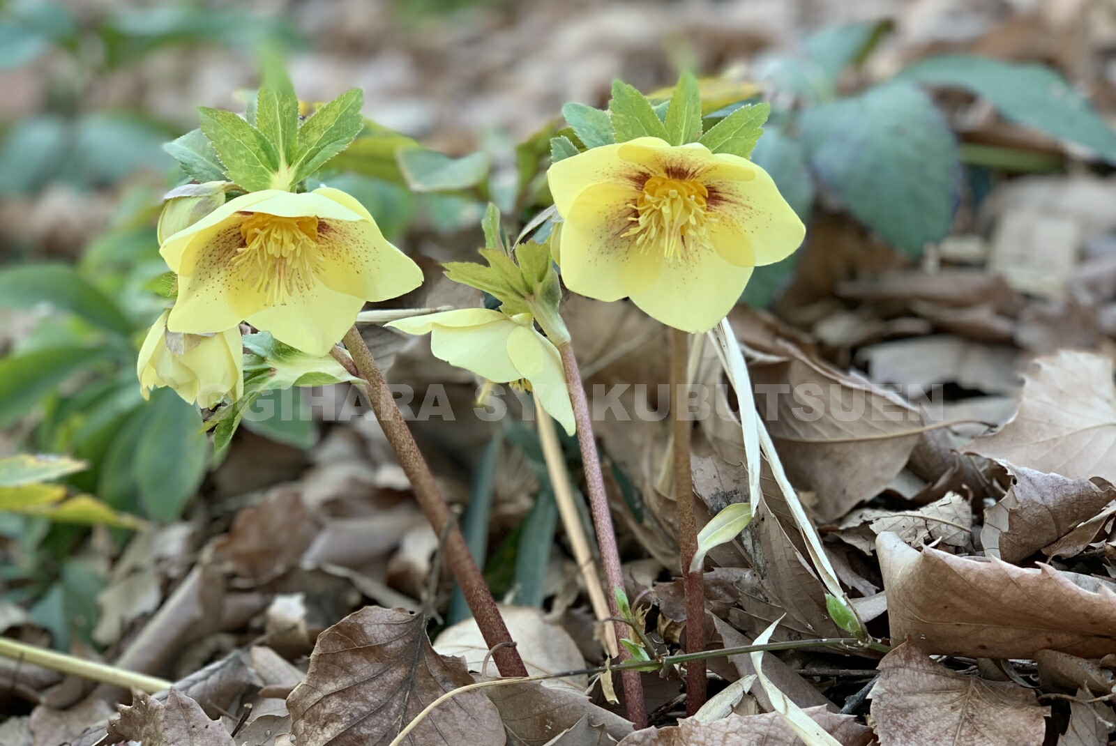 楽天市場】クリスマスローズ ゴールドフラッシュ シングル 大苗 : お