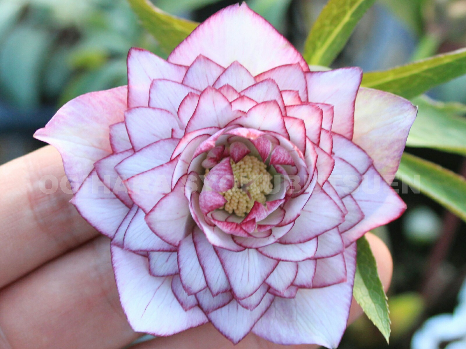 楽天市場】クリスマスローズ ホワイト ピコティ ダブル 大苗 : お