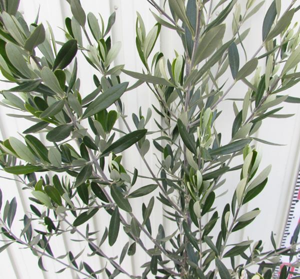 楽天市場】【現品】オリーブの木 シプレシーノ 苗木 樹高1.5m F118