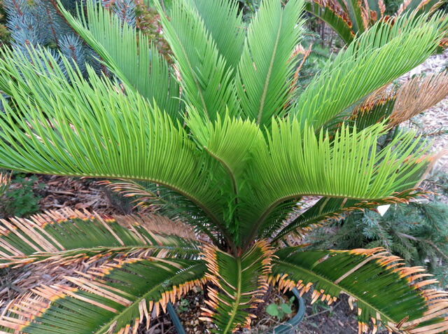 楽天市場】【現品発送】金環蘇鉄(キンカンソテツ) 特大株 幹太 苗木