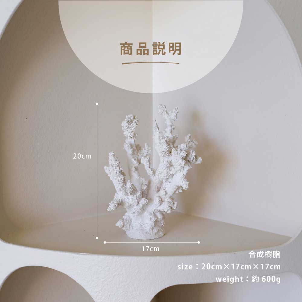 楽天市場】【限定入荷】Coast to Coast オーストラリア直輸入 サンゴ