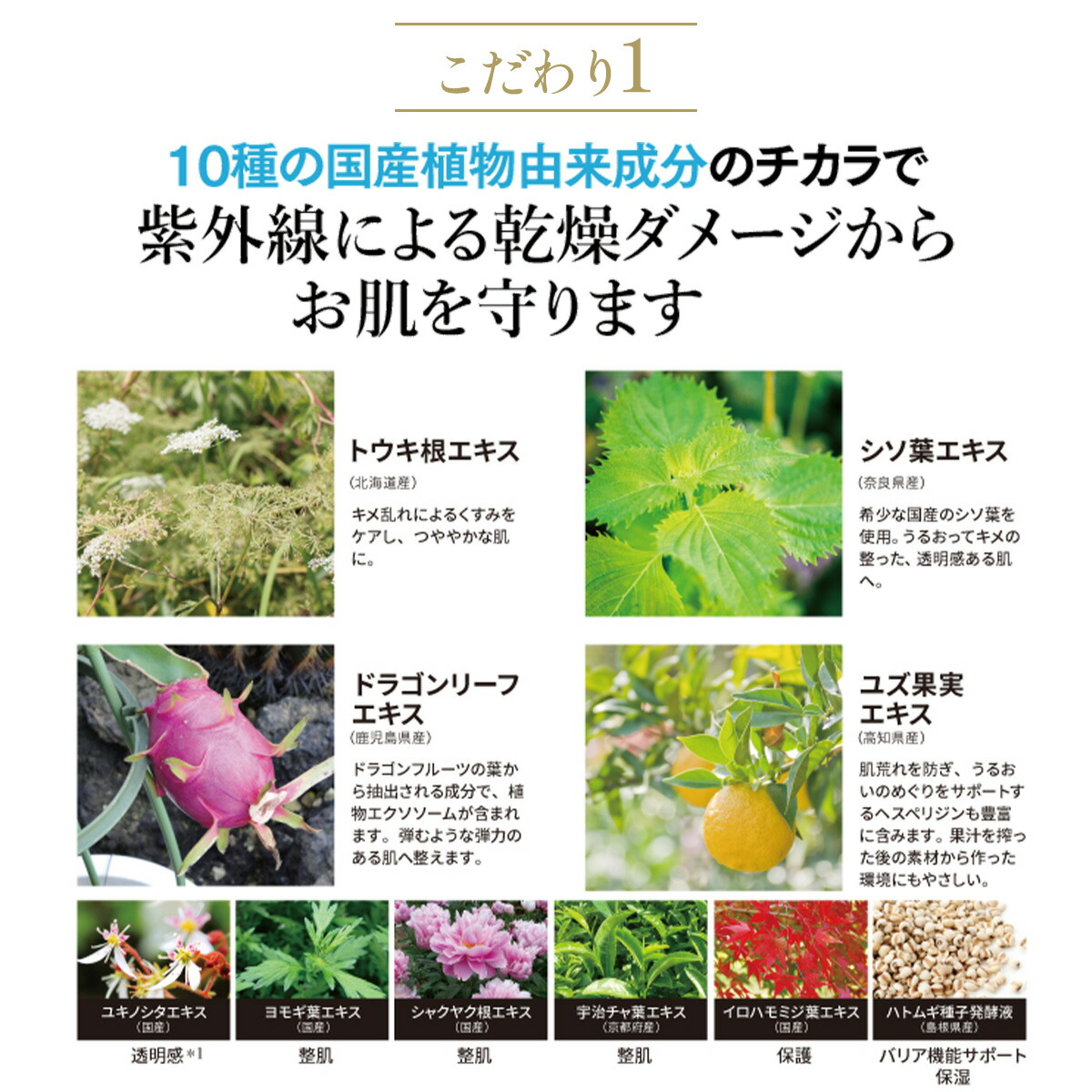 楽天市場】FTC ナチュラル UVボディスティックX（TEN) 君島十和子