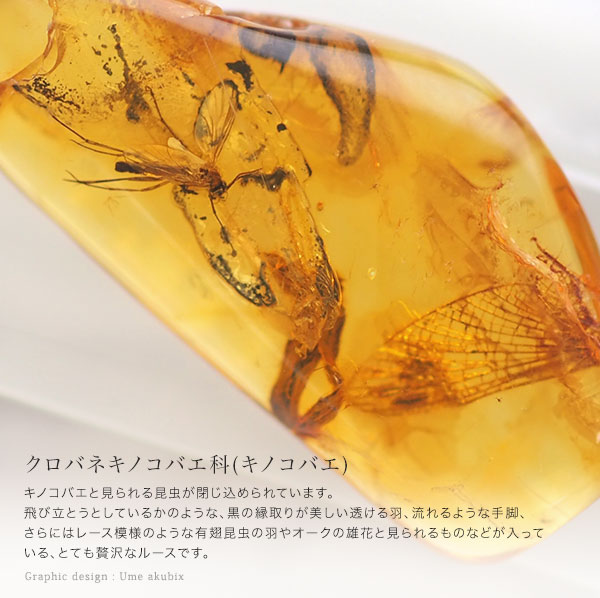 楽天市場】【バルト海の琥珀】虫入り琥珀 ルース こはく ギフト 一点