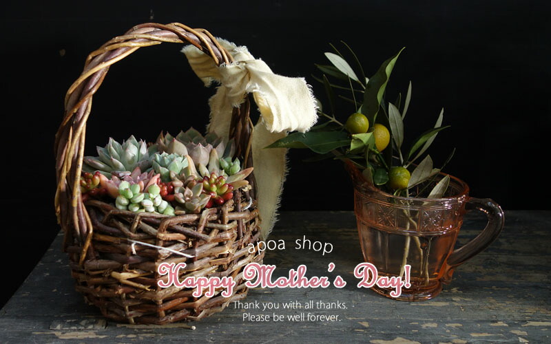 楽天市場】多肉植物 バスケット かわいい寄せ植え 人気 : APOA