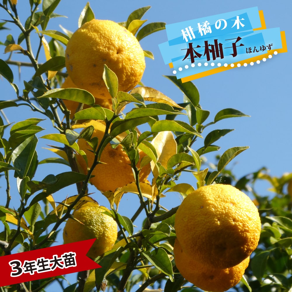 楽天市場】柚子 苗木 【本柚子 （木頭ゆず）】 3年生接木大苗 【産地で