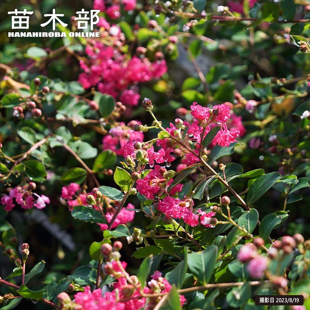 楽天市場】わい性タイサンボク 【リトルジェム】 接木ポット苗 : 苗木